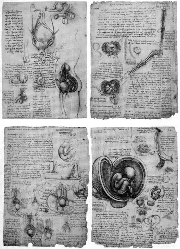 Top Left: comparative drawings of the male and female genitalia. Others : anatomical studies of the developing foetus.