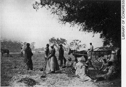 Slaves working  on a southern  plantation