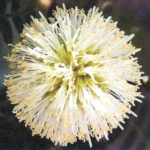 Leucaena Leucocephala (Knowledge)