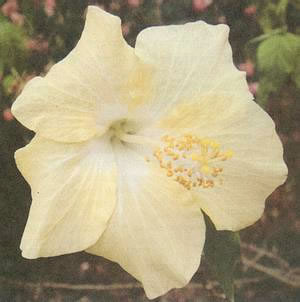 Hibiscus Rosa-Sinensis (Ananda)